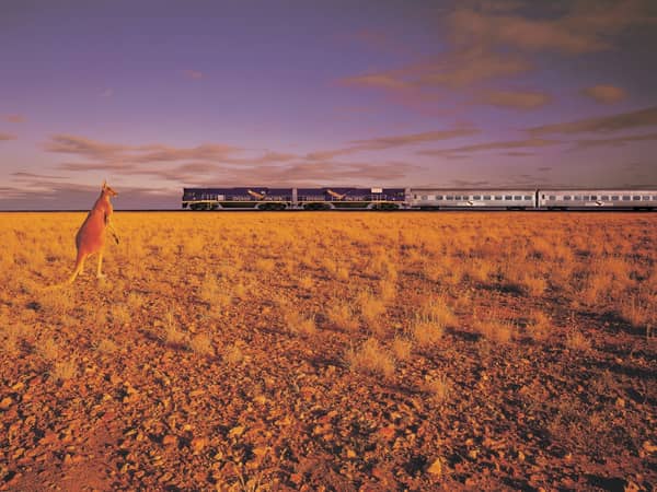 A red kangaroo watching the Indian Pacific cross the plain at dusk