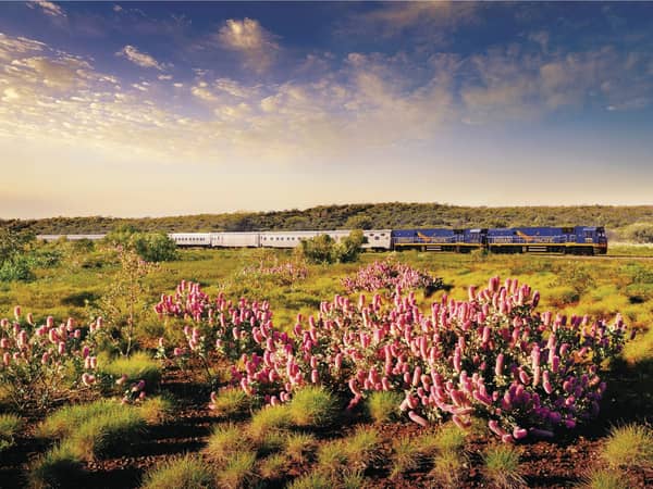 The Indian Pacific beyond a bank of pink wildflowers