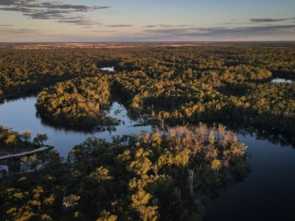 Aerial view of the Murray River’s lagoons and red gum forest