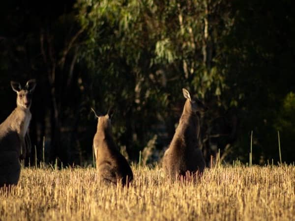 Kangaroos in golden grass at dusk on the Murray