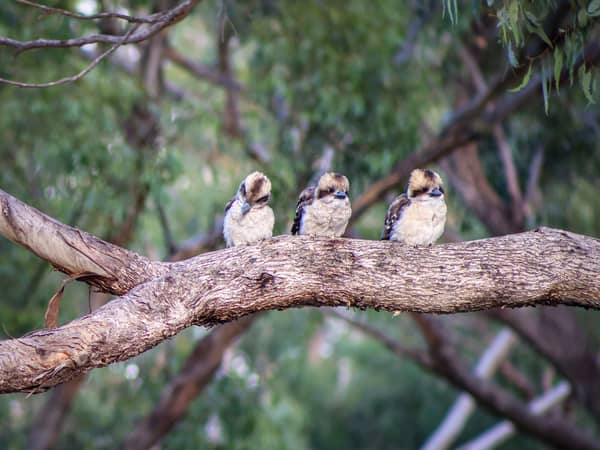 Three kookaburras perched on a red gum branch